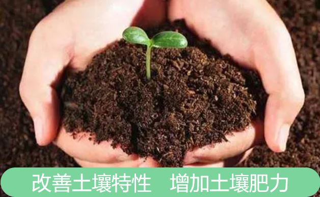 甜菜堿作為植物肥料的應用