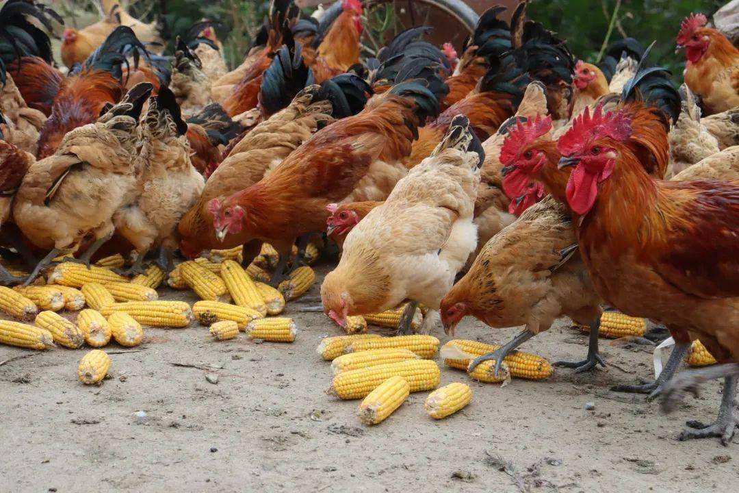 甜菜堿在養禽業中的影響