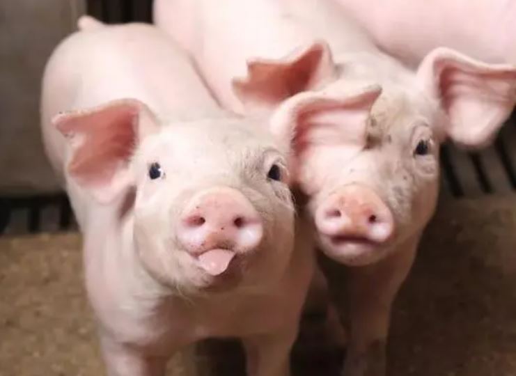 甜菜堿在養豬生產中的應用
